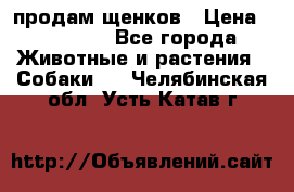 продам щенков › Цена ­ 15 000 - Все города Животные и растения » Собаки   . Челябинская обл.,Усть-Катав г.